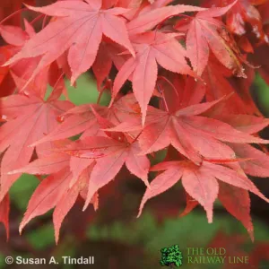 Acer palmatum 'Osakazuki' Tree 50cm Tall (NL)