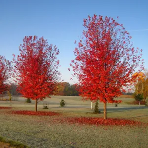 Autumn Blaze Maple Tree